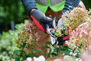 Hand Pruner - Technical. A person using pruning shears to trim flowering plants in a garden.