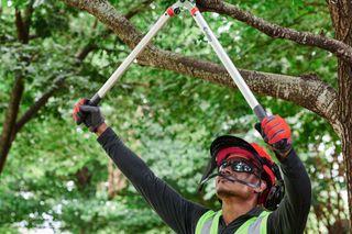 A person using a tree pruner to trim branches in a forest setting.